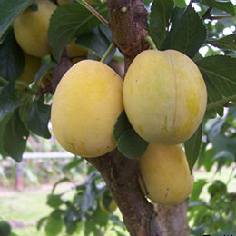 Abricot-Mirabelle Pluot 'Aprimira'